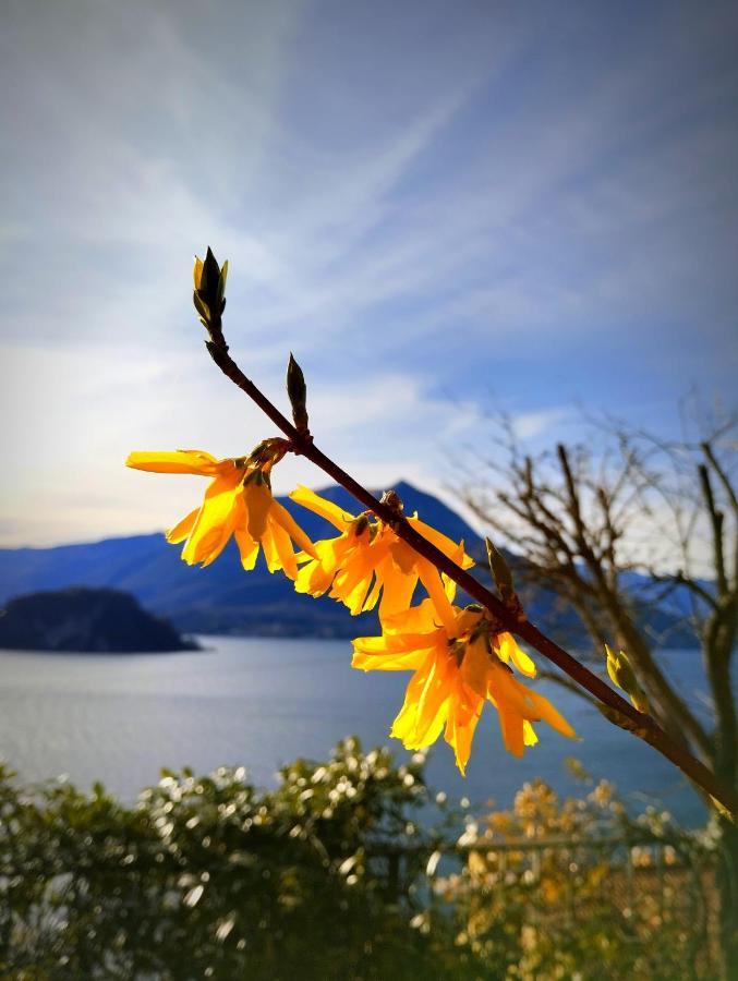 Ortensia Lake Como - Perfect For Couple And Pets Varenna Extérieur photo